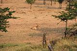 TANZANIA - Serengeti National Park - Lobo - 10